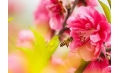 桃花都快開了 你還宅在家里嗎？