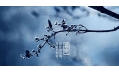 今日霜降 | 一年補(bǔ)透透，不如補(bǔ)霜降